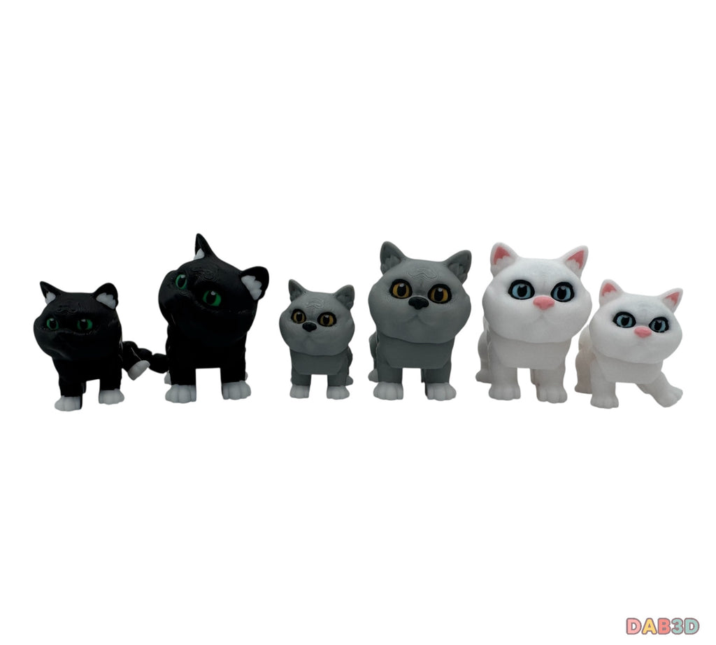 British Shorthair Cat