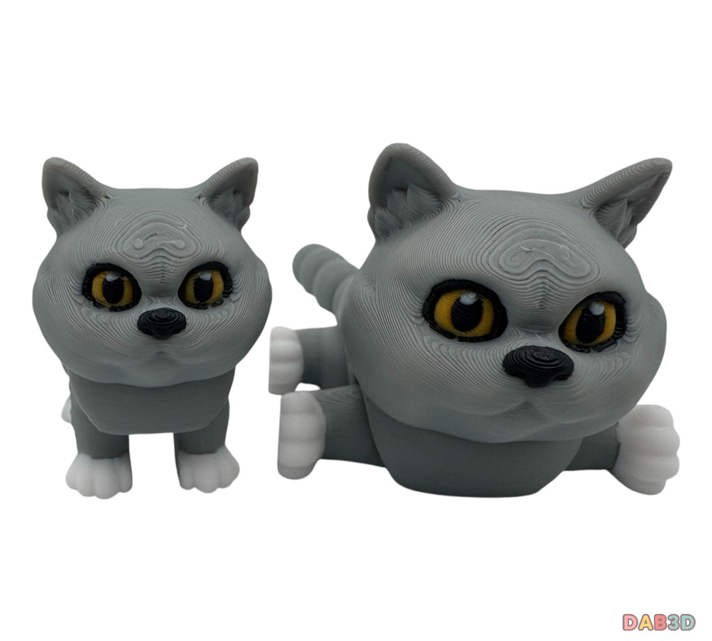 British Shorthair Cat
